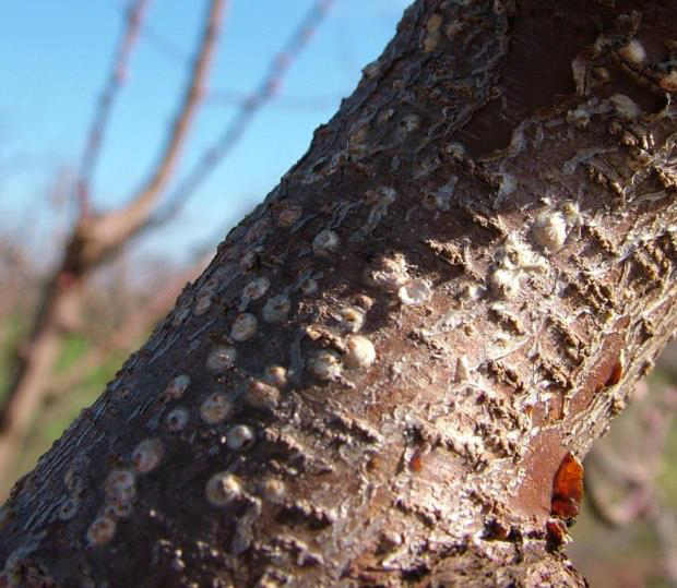 ASPIDIA BAMBAKADAS 25