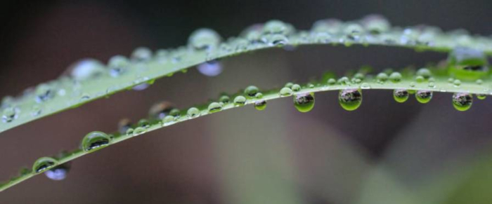 Adjuvants closeup