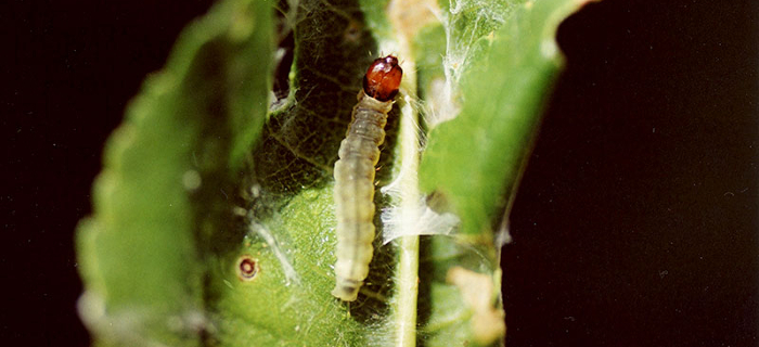 Adoxophyes orana rodakino anaptigmeni pronimfi