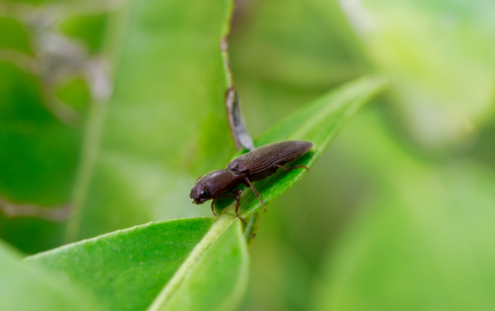 Agriotes spp