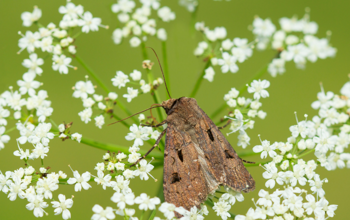 Agrotis spp
