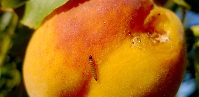 Anarsia lineatella rodakino pronimfi 2