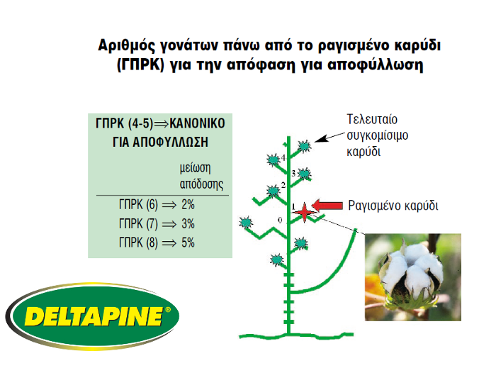 Apofyllwsh cotton1