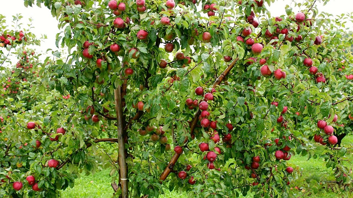 Apple tree