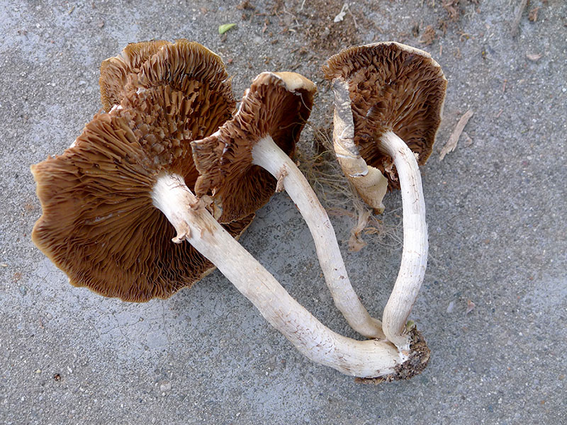 Armillaria mellea basidiosporia pilidiou