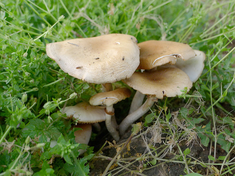 Armillaria mellea meli manitaria
