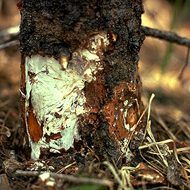 Armillaria mellea