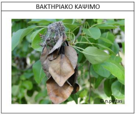 BAKTHRIAKO