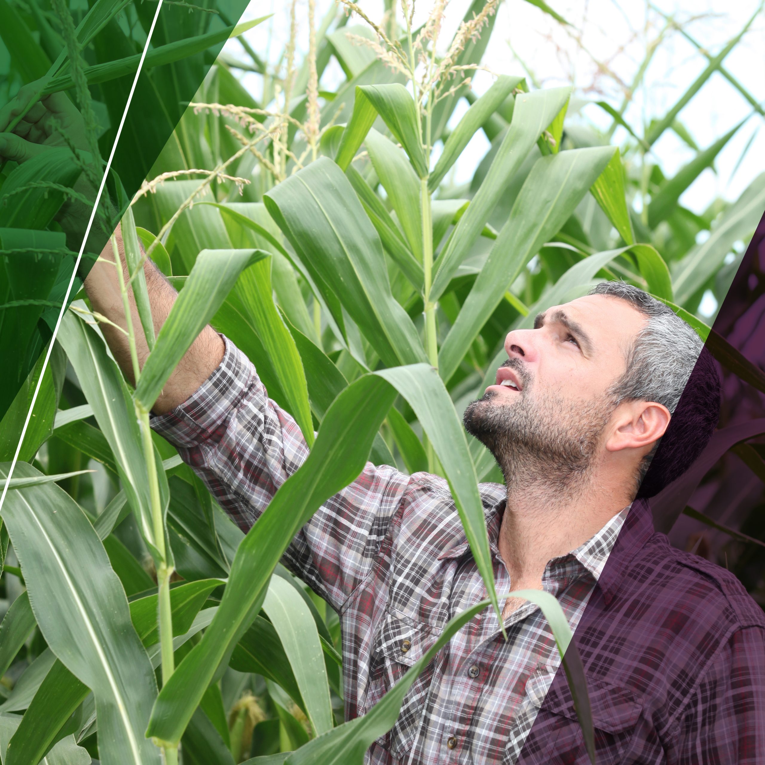 BAYER CORN 2