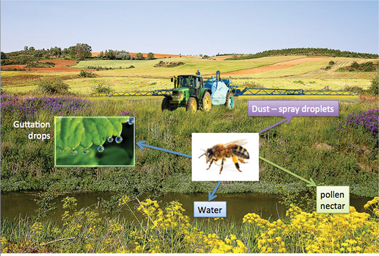 BEES POLUTION