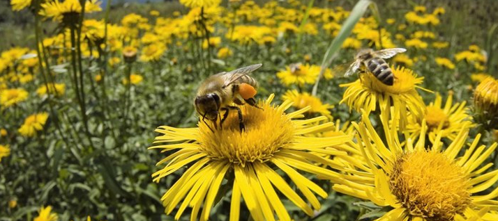 BEES YELLOW