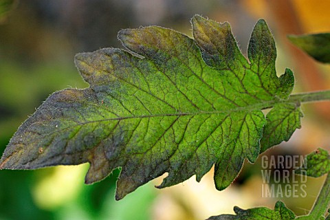 BEV914 COPPER DEFICIENCY IN TOMATO LEAF