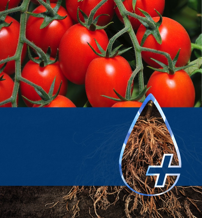 BIOACT TOMATOES