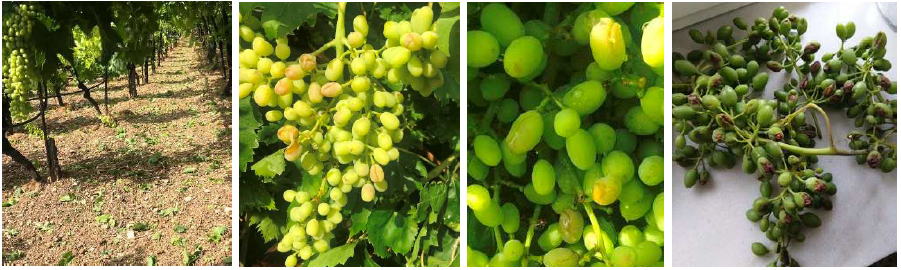 BOTRYTIDA