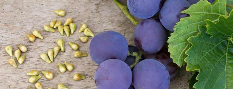 Batch6 Grapeseedbenefits 768x295