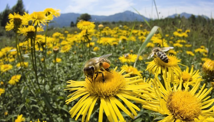 Bees 1