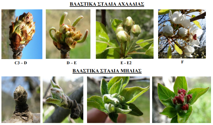 Blastika stadia
