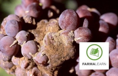Botrytis cinerea a