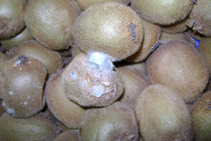 Botrytis cinerea aktinidio karpos surriknwsi leuki eksanthisi 1
