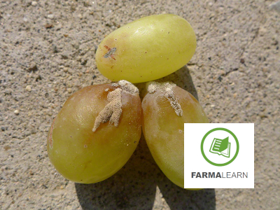 Botrytis cinerea ampeli soultanina raga kastanes kilides 1