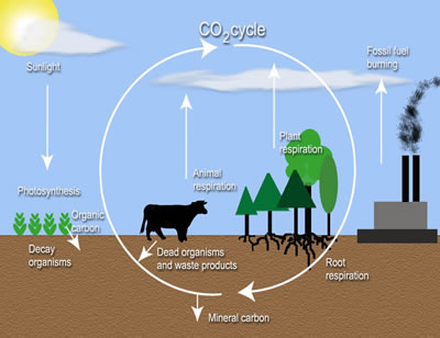 CARBONFOOTPRINT6