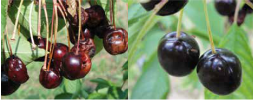 CHERRY