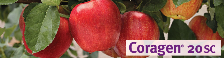 CORAGEN APPLES banner long