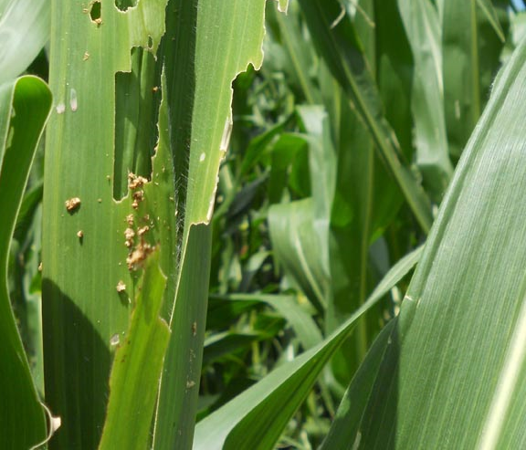 CORN