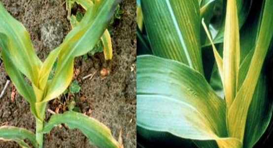 CORN DEFICIENCY 4