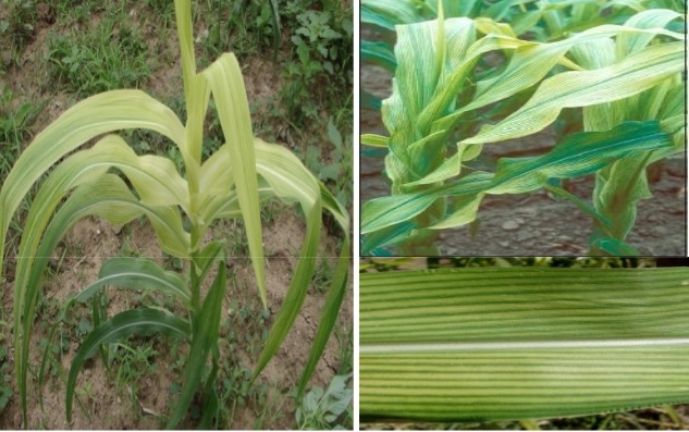 CORN DEFICIENCY Fe