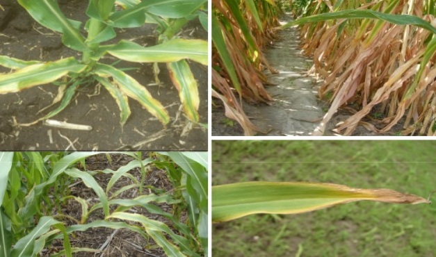 CORN DEFICIENCY K