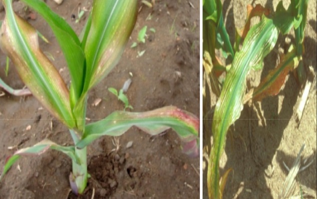 CORN DEFICIENCY Mg