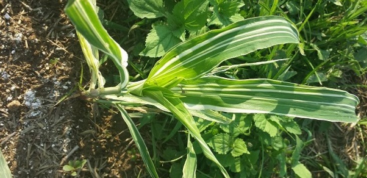 CORN DEFICIENCY Zn