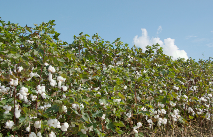 COTTON