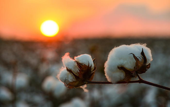 COTTON1