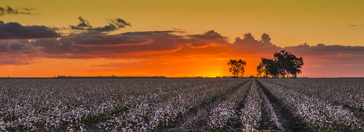COTTON2