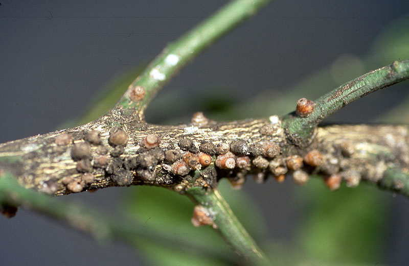 Ceroplastes rusci
