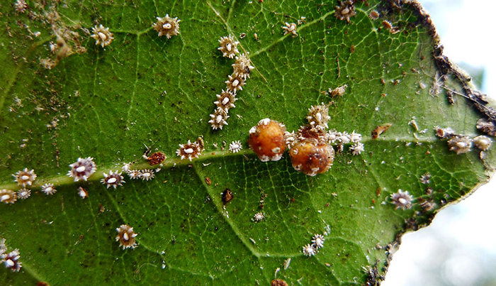 Ceroplastes rusci cover