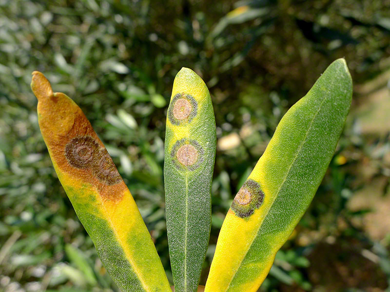 Cycloconium oleaginum a