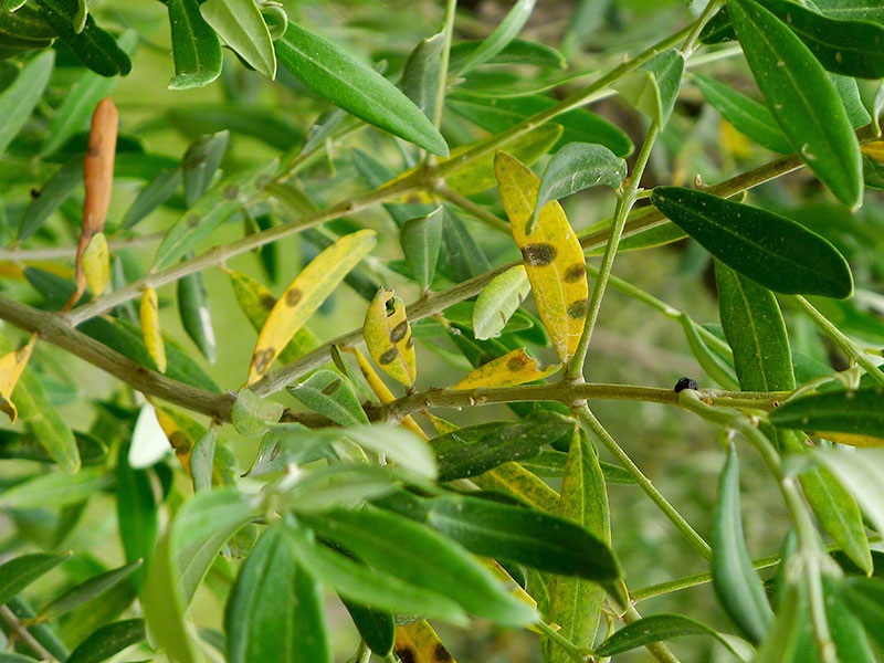 Cycloconium oleaginum elia fyllo kitrinisma 1