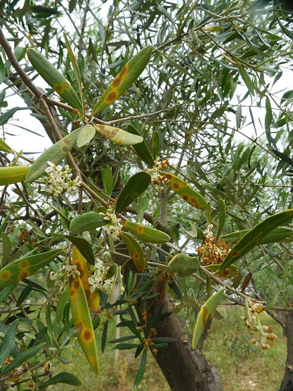Cycloconium oleaginum elia fyllo tefrokastanes kilides kitrini alos 1