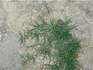 Cynodon dactylon ΑΓΡΙΑΔΑ