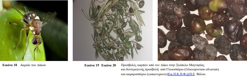 DAKOS