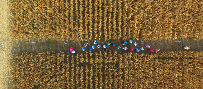 DEKALB ekdhlwsh2 crop