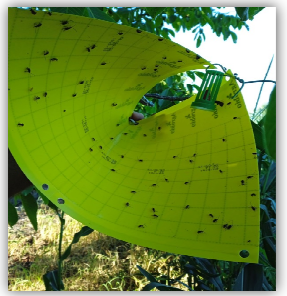 Diabrotica virgifera