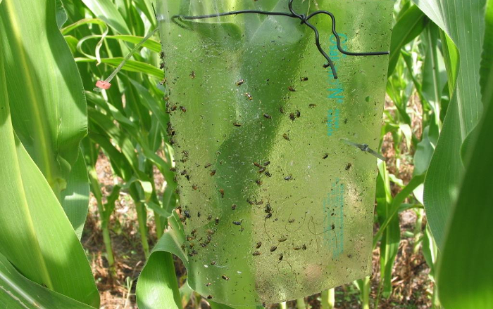 Diabrotica virgifera 7