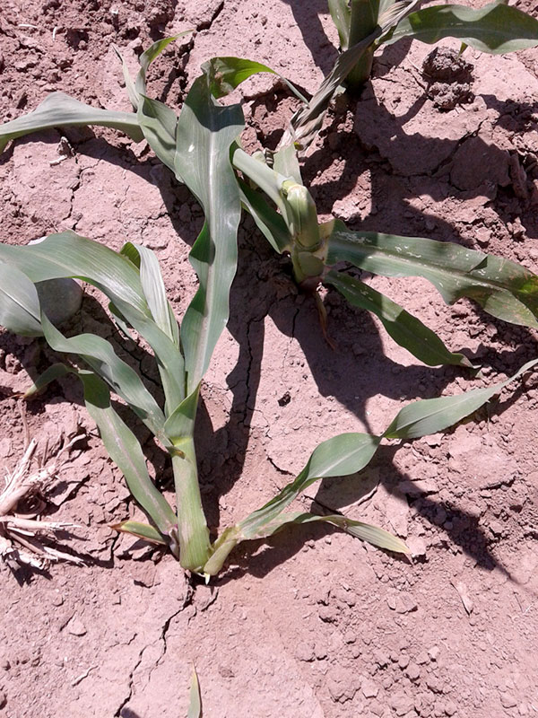 Diabrotica virgifera arabositos laimos sxima xinas 1