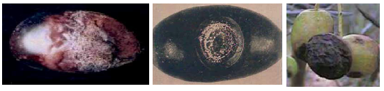 ELIA GLOIOSPORIO