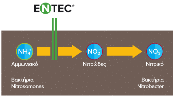 ENTEC NITROPOIHSH
