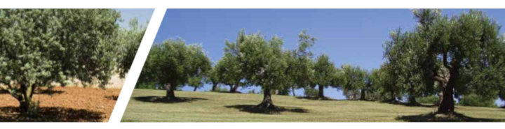 ENTEC olive 2018 01